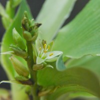 Chlorophytum heynei Baker